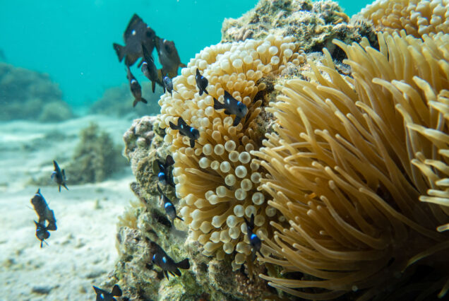 Day Cruise 4hrs (6-9 Pax) - Salty Dog Adventures Fiji